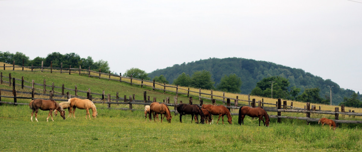 Breeding mares