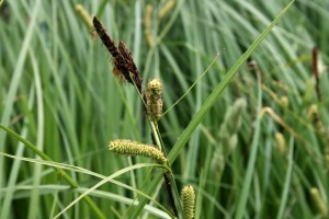Carex_acutiformis_4