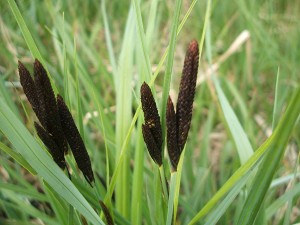 Carex_acutiformis_7